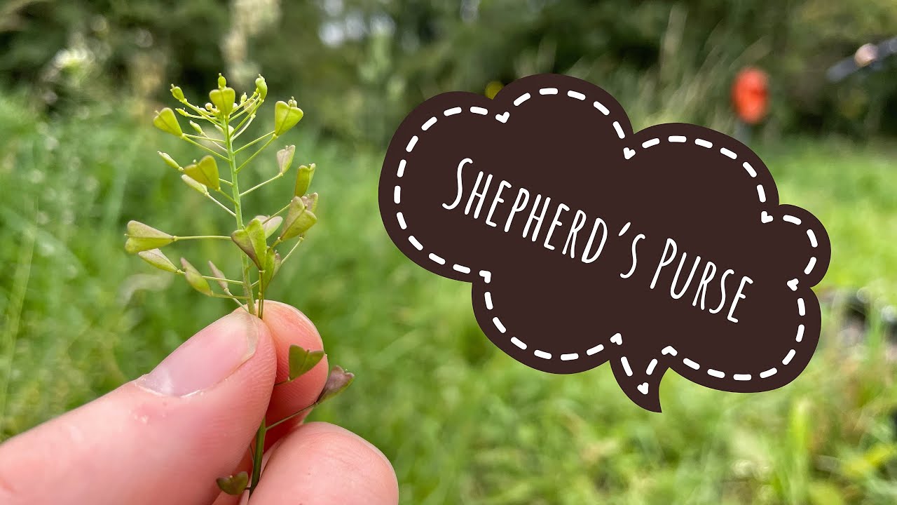 Shepherd's-purse | NatureSpot
